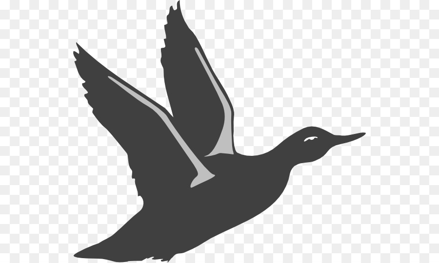 American Pekin Duck Mallard Flight Bird - Duck Silhouette Cliparts png download - 600*539 - Free Transparent American Pekin png Download.