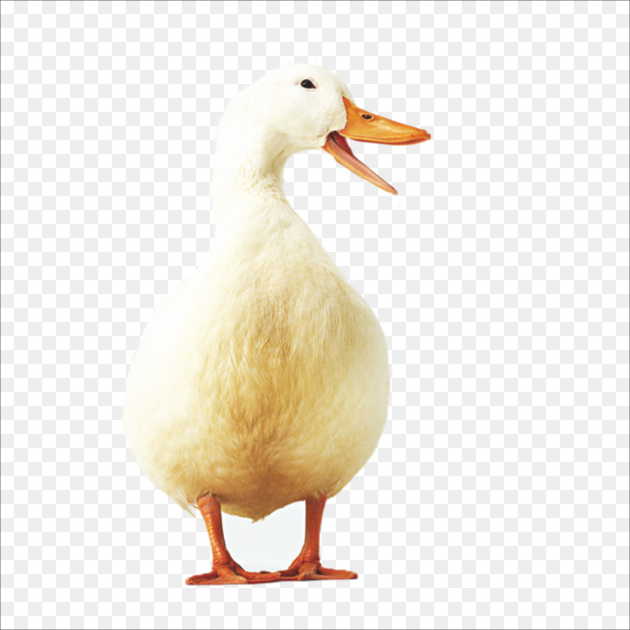 American Pekin Duck Icon - duck png download - 1773*1773 - Free Transparent American Pekin png Download.