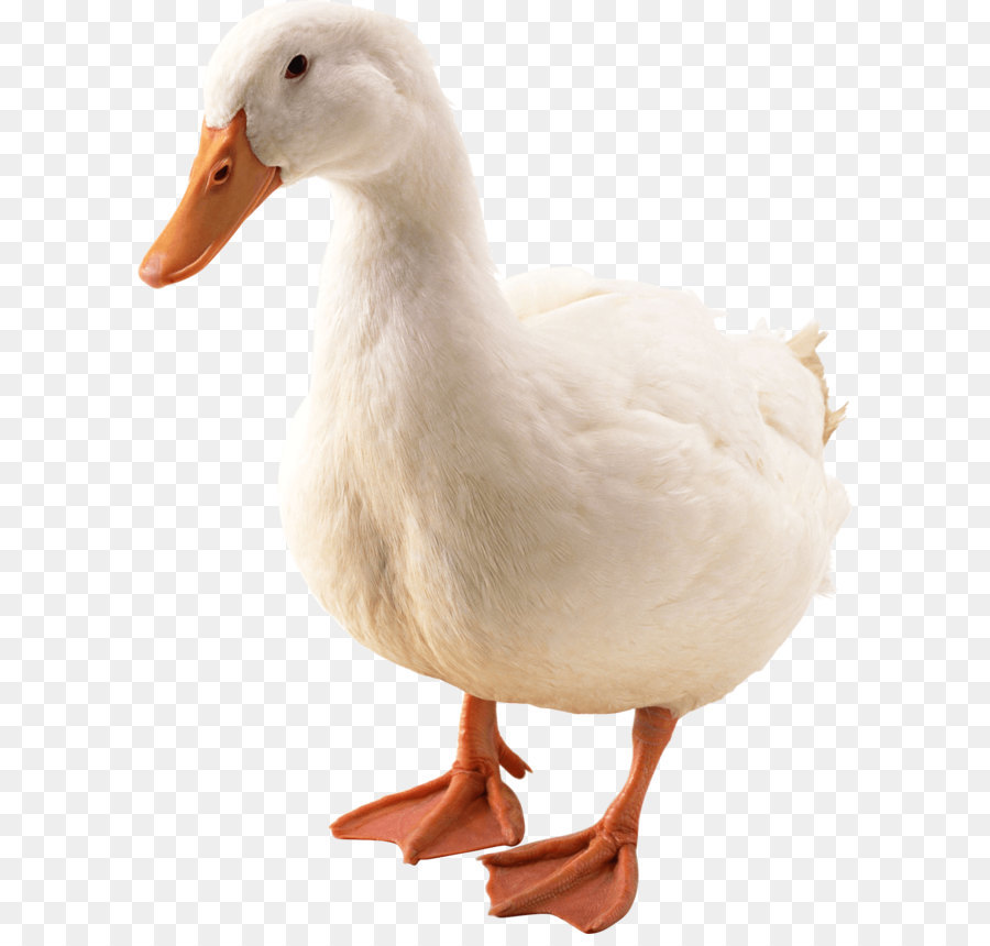 Duck Mallard Bird Goose - Duck Png Image png download - 1423*1859 - Free Transparent American Pekin png Download.