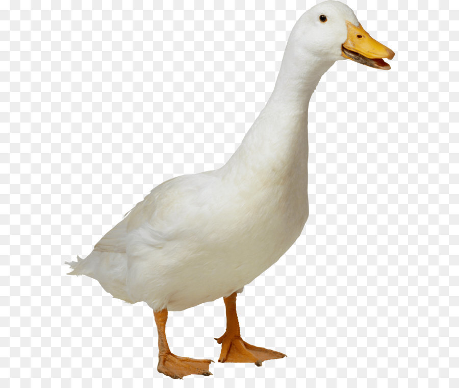 American Pekin Duck Goose - White Duck Png Image png download - 2535*2901 - Free Transparent American Pekin png Download.