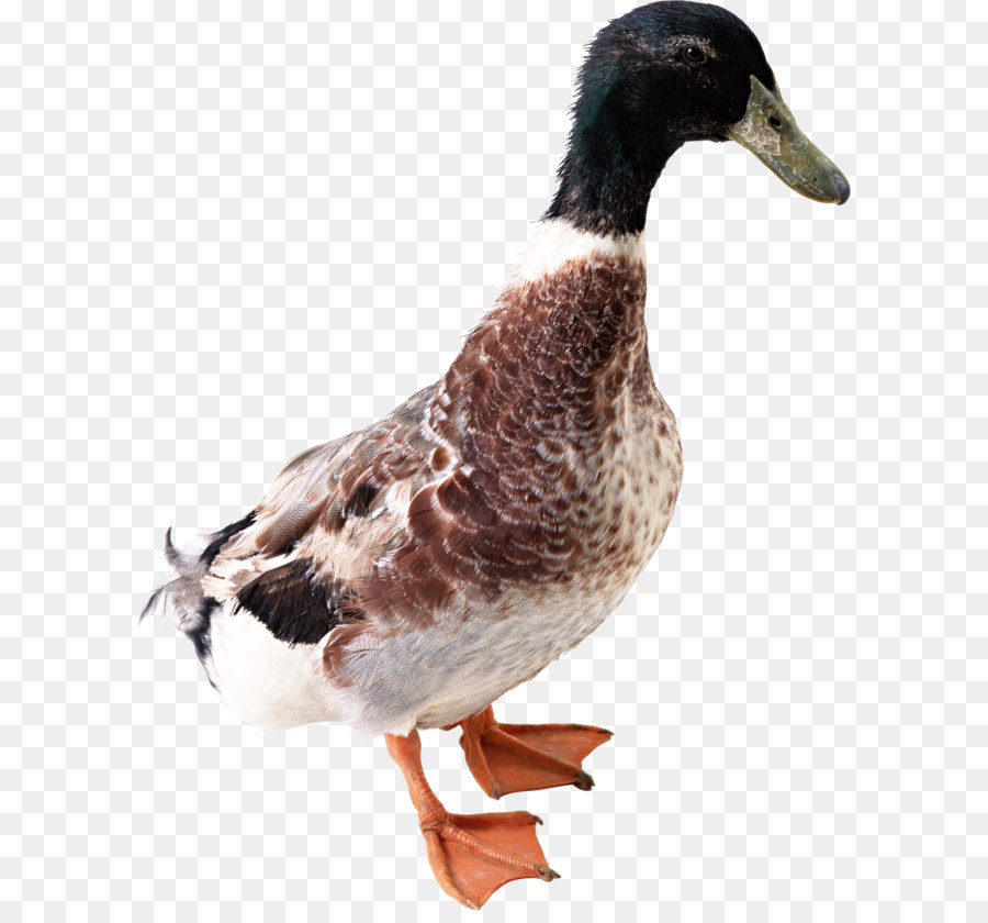 Duck Icon - Duck PNG image png download - 2000*2550 - Free Transparent American Pekin png Download.