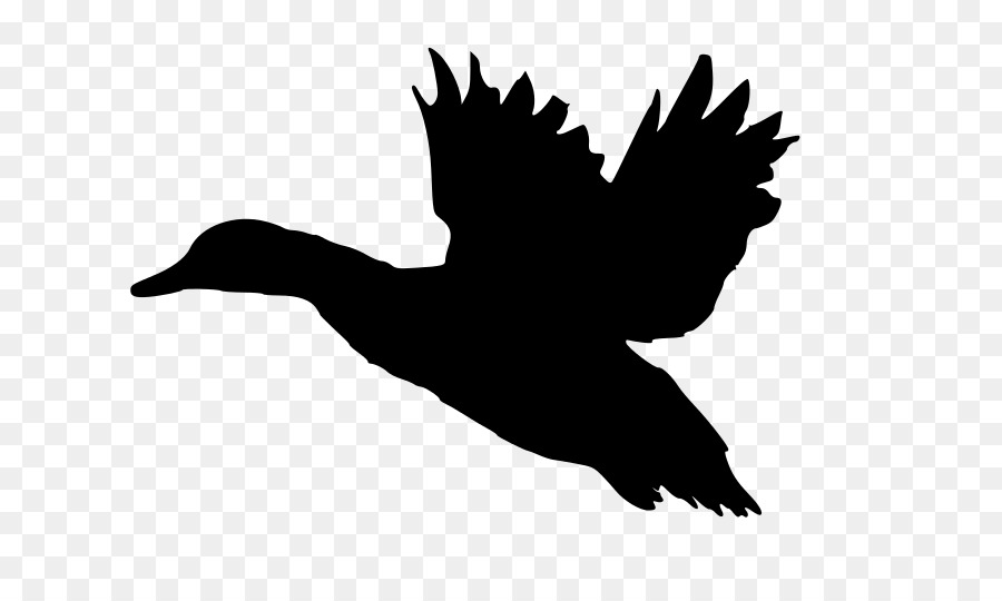 Mallard Duck American Pekin Flight Clip art - DUCK FLYING png download - 800*531 - Free Transparent Mallard png Download.