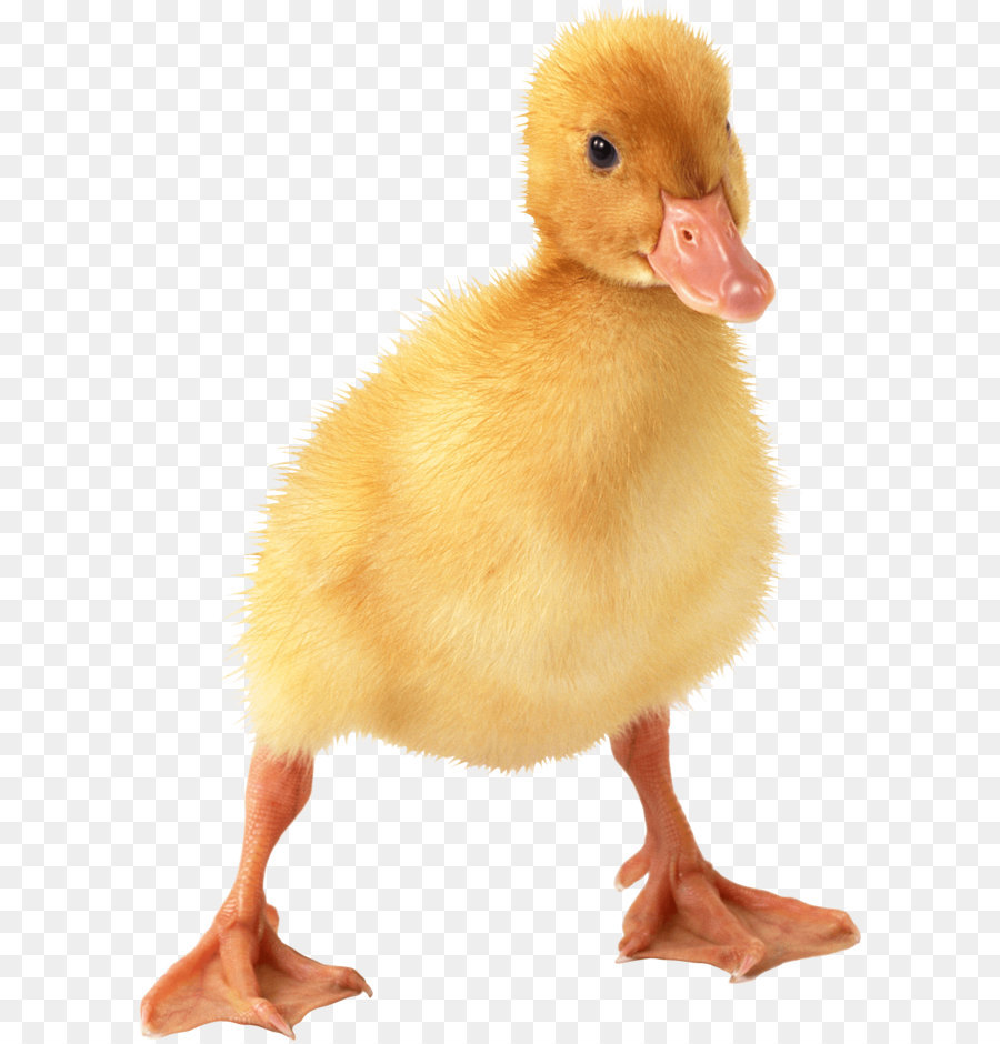 Duck American Pekin Goose - Little Duck Png Image png download - 1680*2424 - Free Transparent American Pekin png Download.