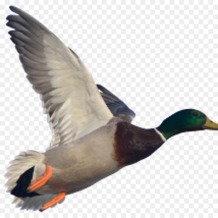 American Pekin Duck Mallard Goose Stock photography - duck png download - 1024*1024 - Free Transparent American Pekin png Download.