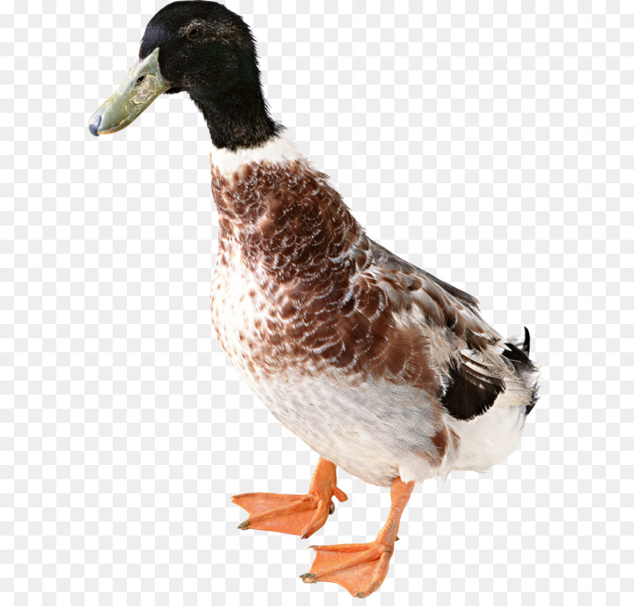 Duck American Pekin Domestic goose - Duck PNG image png download - 1898*2480 - Free Transparent American Pekin png Download.