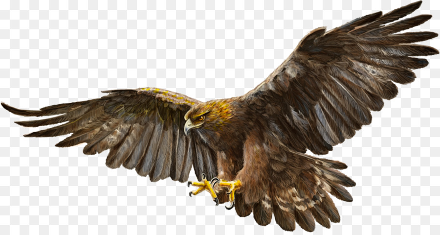 Bald Eagle Bird Golden eagle - eagle png download - 1600*845 - Free Transparent Bald Eagle png Download.