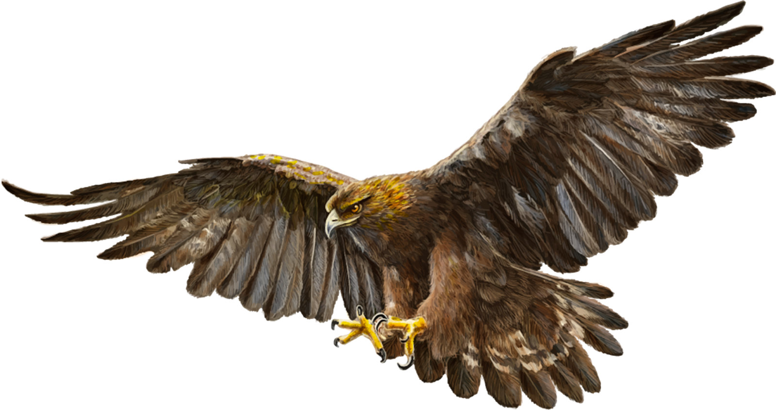 Bald Eagle Bird Golden Eagle Eagle Png Download 1600845 Free