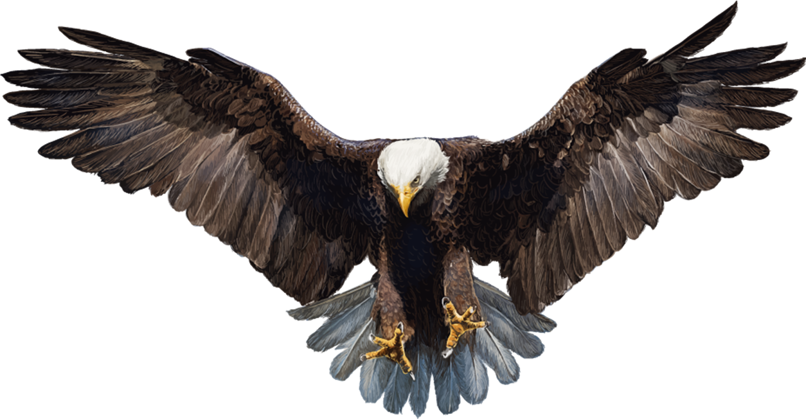 Bald Eagle Clip Art Eagle Wings Png Download 11351343 Free Images