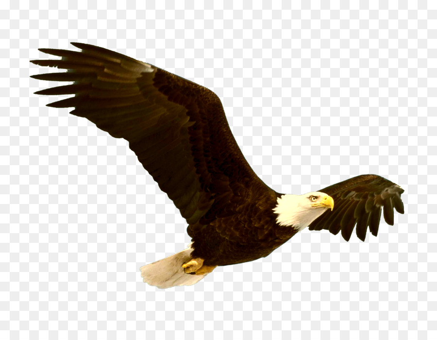 Bald Eagle Bird Clip art - eagle png download - 2164*1673 - Free Transparent Bald Eagle png Download.