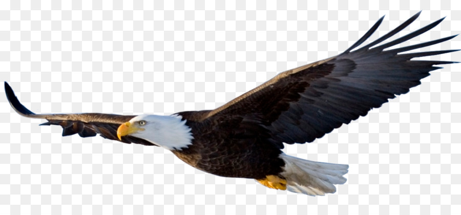 Eagle Flight Bird - eagle png download - 1886*842 - Free Transparent Eagle Flight png Download.