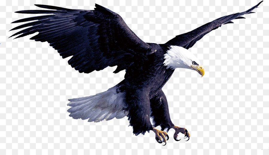 Eagle Flight Hawk - eagle png download - 1740*971 - Free Transparent Eagle png Download.