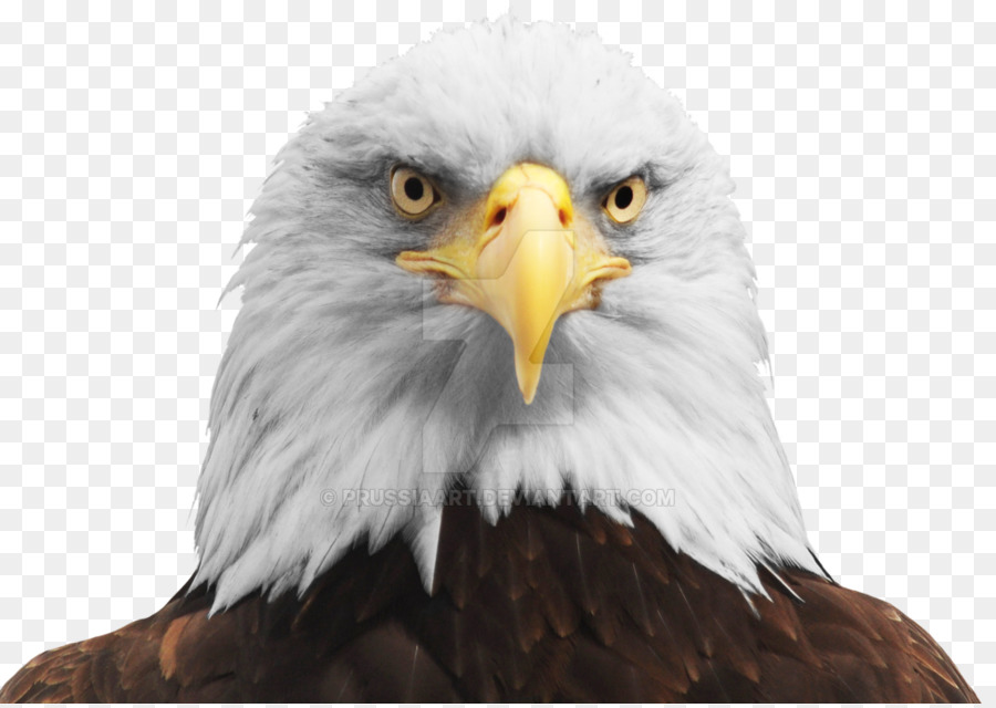 Bald Eagle Bird - eagle png download - 1024*724 - Free Transparent Bald Eagle png Download.