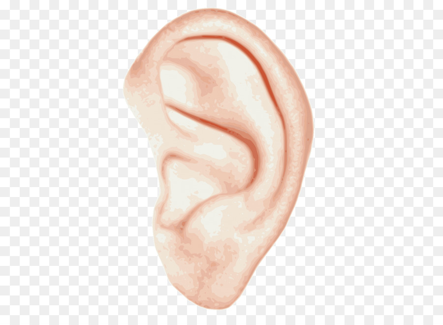 Ear Anatomy Inner ear Hearing Clip art - ear png download - 413*650 - Free Transparent  png Download.