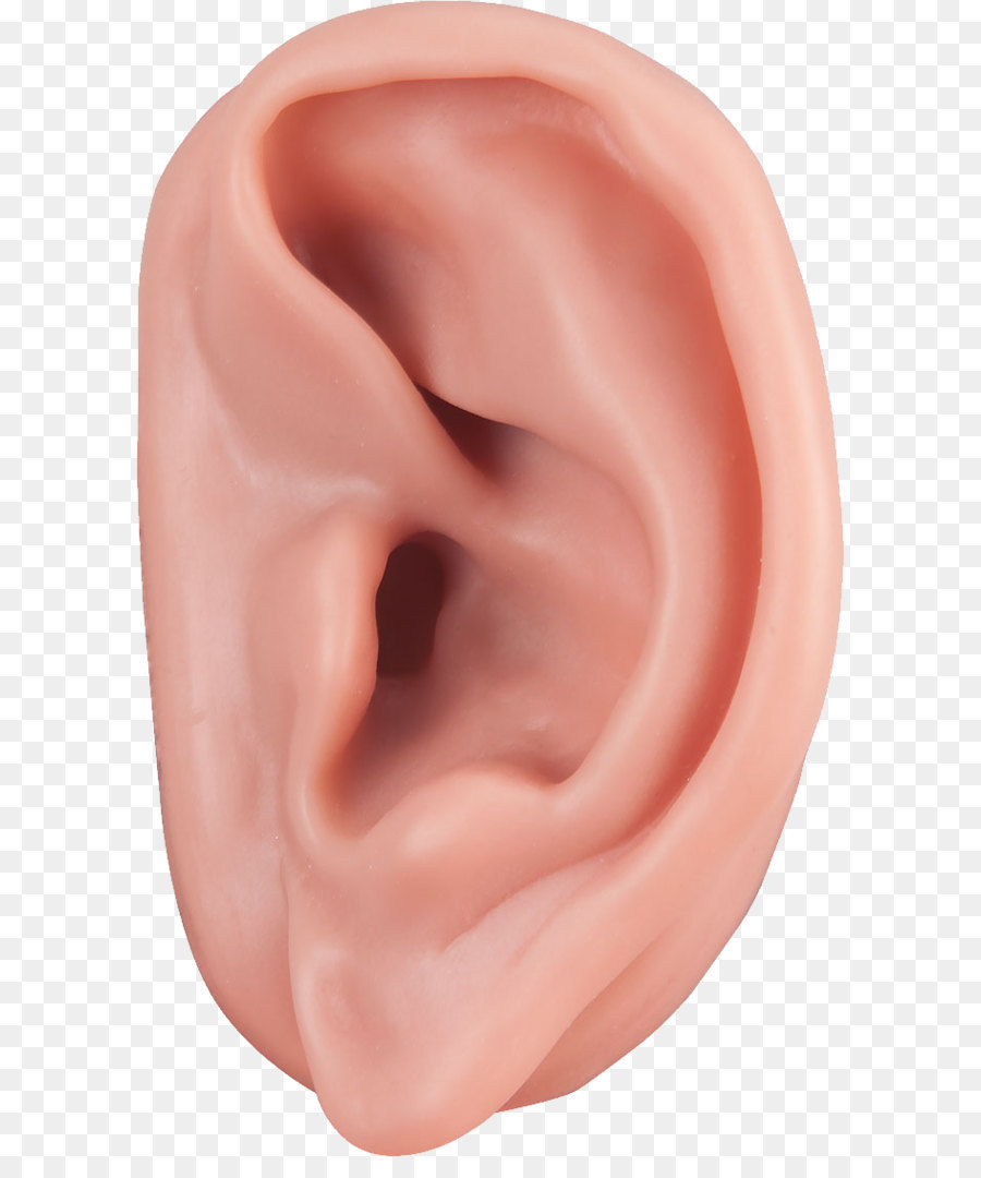 Ear Acupuncture Auricle Auriculotherapy Ossicles - Ear PNG png download - 683*1115 - Free Transparent  png Download.