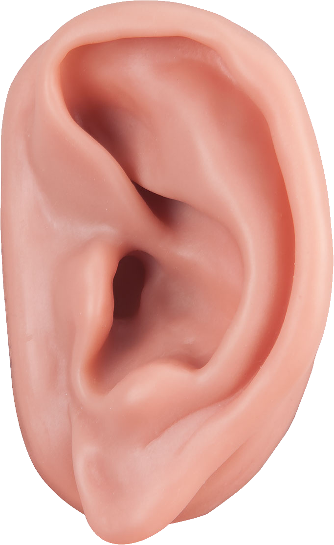 Ear Acupuncture Auricle Auriculotherapy Ossicles Ear Png Png Download