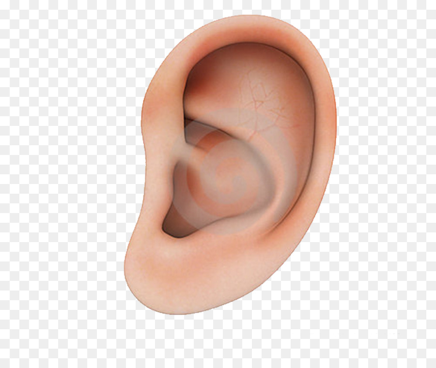 Earring Structure - Human ear structure png download - 756*756 - Free Transparent  png Download.