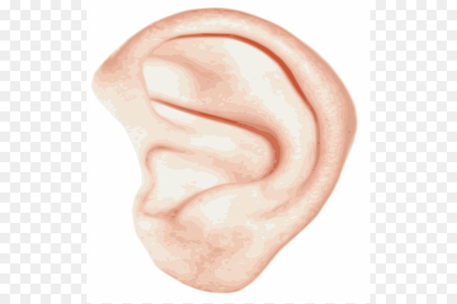 Ear Clip art - Big Ear Cliparts png download - 558*598 - Free Transparent  png Download.