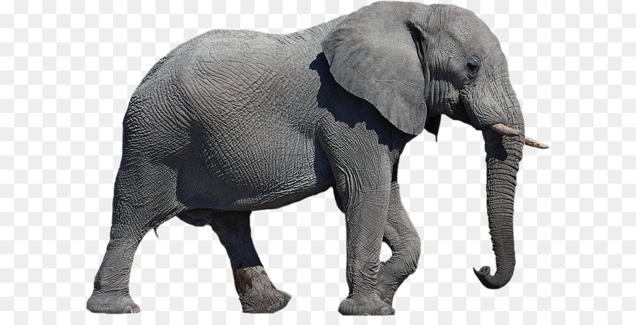 African elephant - Elephant Transparent Background png download - 658*448 - Free Transparent African Elephant png Download.