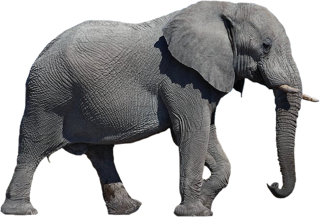 African elephant - Elephant Transparent Background png download - 658