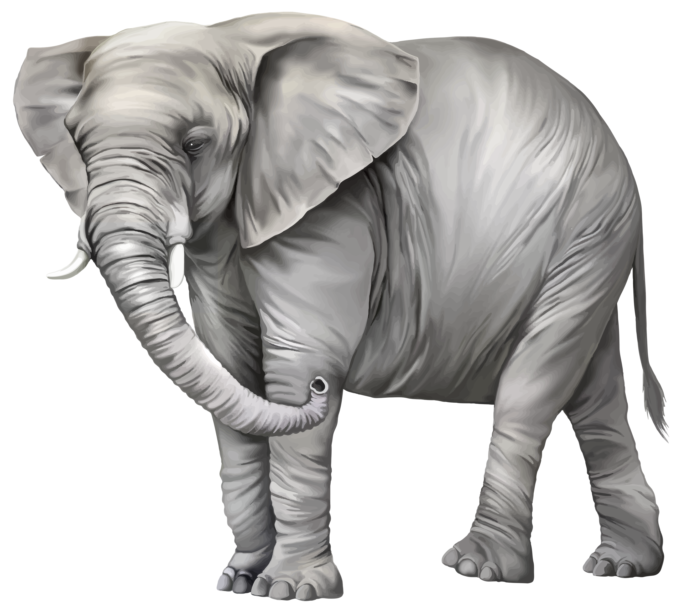 Elephant Clip art - Elephant PNG Photos png download - 2597*2337 - Free