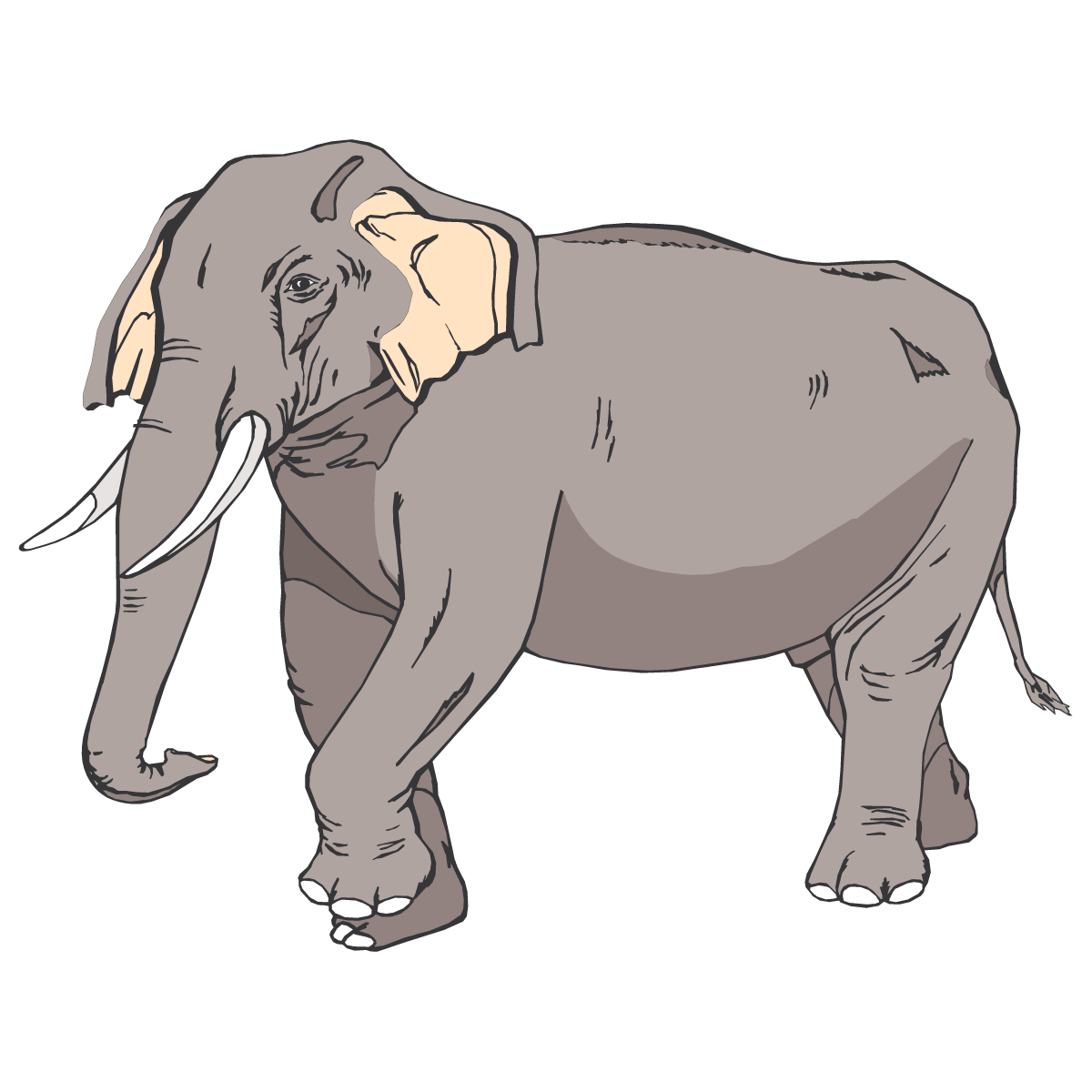 Asian elephant Clip art - elephants png download - 1200*1200 - Free  Transparent Asian Elephant png Download. - Clip Art Library