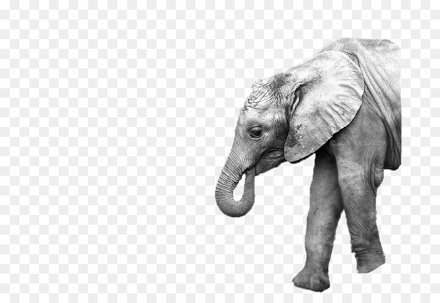 Asian elephant Mother Image Photography - elephant png download - 792*612 - Free Transparent Elephant png Download.