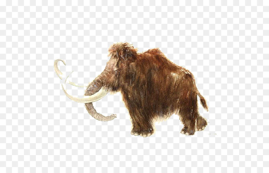 Rouffignac Cave Woolly mammoth African elephant Stone Age Story Tattoo - Hairy elephant illustration png download - 570*570 - Free Transparent Woolly Mammoth png Download.