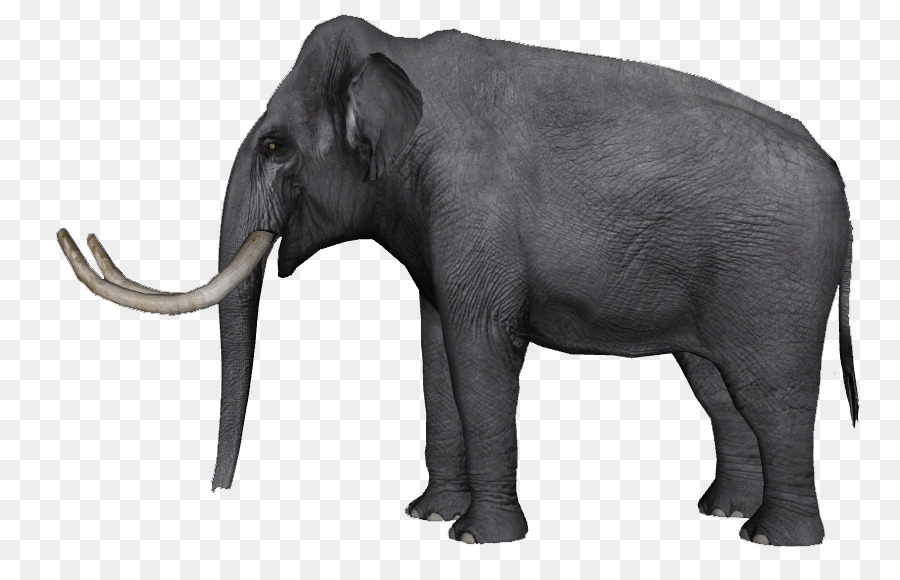 Indian elephant African elephant Tusk Wildlife Curtiss C-46 Commando - India png download - 850*576 - Free Transparent Indian Elephant png Download.