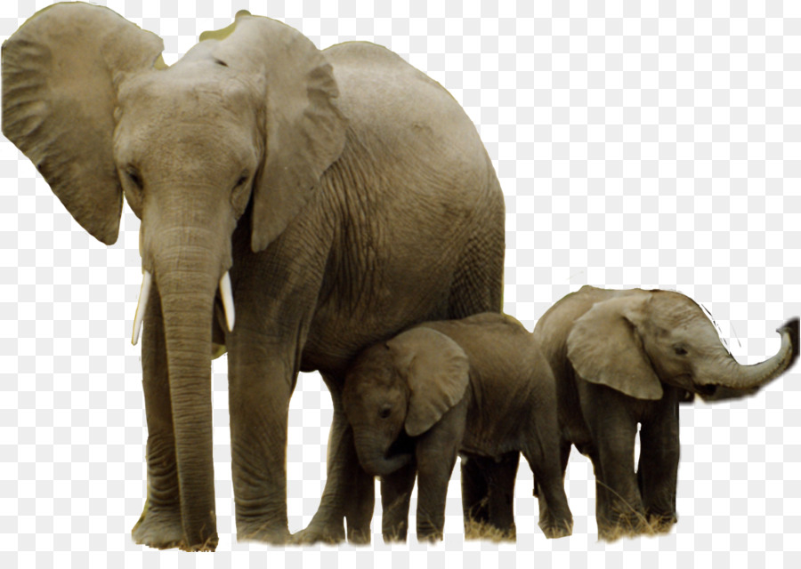 African elephant Hwange National Park Asian elephant Elephantidae Garamba National Park - Elephant trunk png download - 1024*707 - Free Transparent African Elephant png Download.
