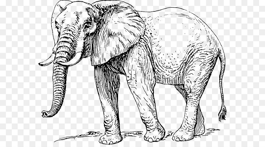 Asian elephant African elephant Elephantidae Drawing Clip art - Elephant trunk png download - 640*492 - Free Transparent Asian Elephant png Download.
