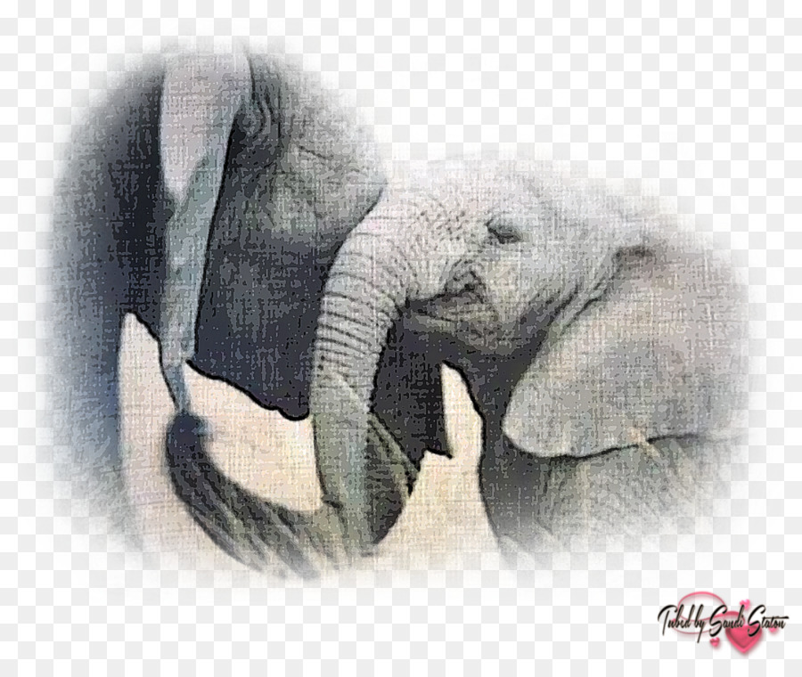 African elephant Asian elephant Elephants in the Wild Rhinoceros - elephant png download - 1200*1000 - Free Transparent African Elephant png Download.