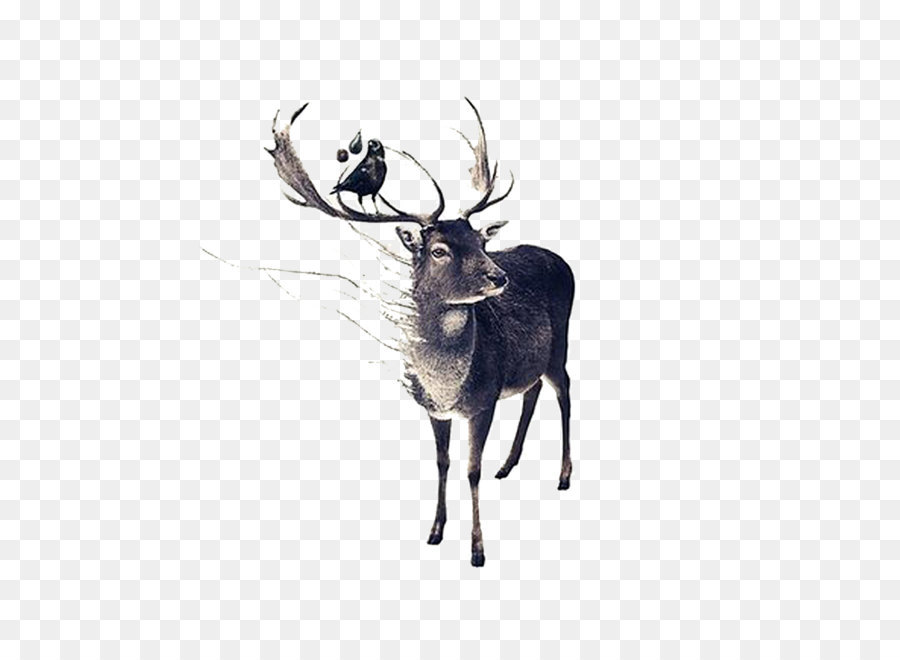 Red deer Moose Drawing - Hand-painted elk horns and birds png download - 1000*1000 - Free Transparent Deer png Download.