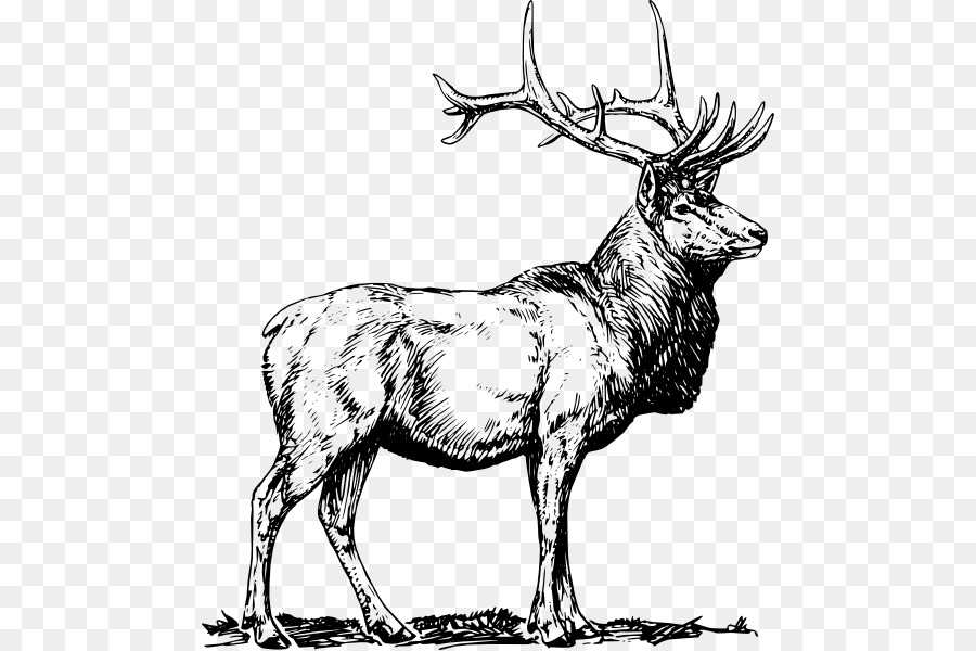 Elk Deer Clip art - deer vector png download - 528*599 - Free Transparent Elk png Download.