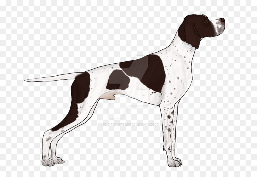 Old Danish Pointer Auvergne pointer Braque Saint-Germain German Shorthaired Pointer - english pointer png download - 1024*692 - Free Transparent Pointer png Download.
