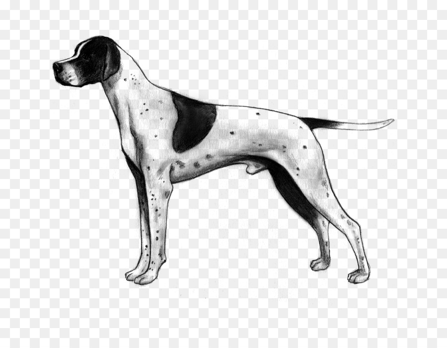 Old Danish Pointer English Foxhound American Foxhound Harrier - Mixed Breed png download - 700*700 - Free Transparent Old Danish Pointer png Download.
