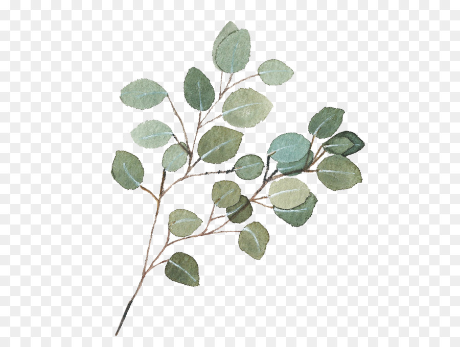 Portable Network Graphics Clip art Gum trees Image Free content - eucalyptus seeded png small plants png download - 680*679 - Free Transparent Gum Trees png Download.