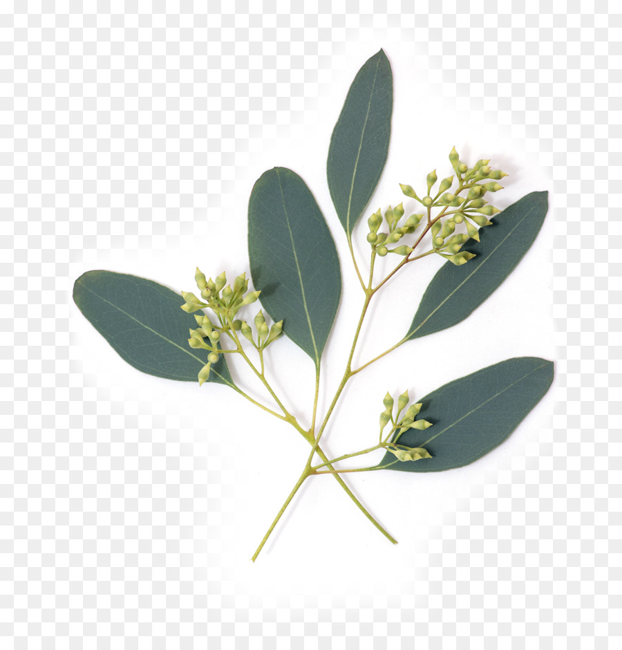 Eucalypt Flowers Gum trees Leaf Nutrient Avocado - eucalyptus png download - 729*925 - Free Transparent Eucalypt Flowers png Download.