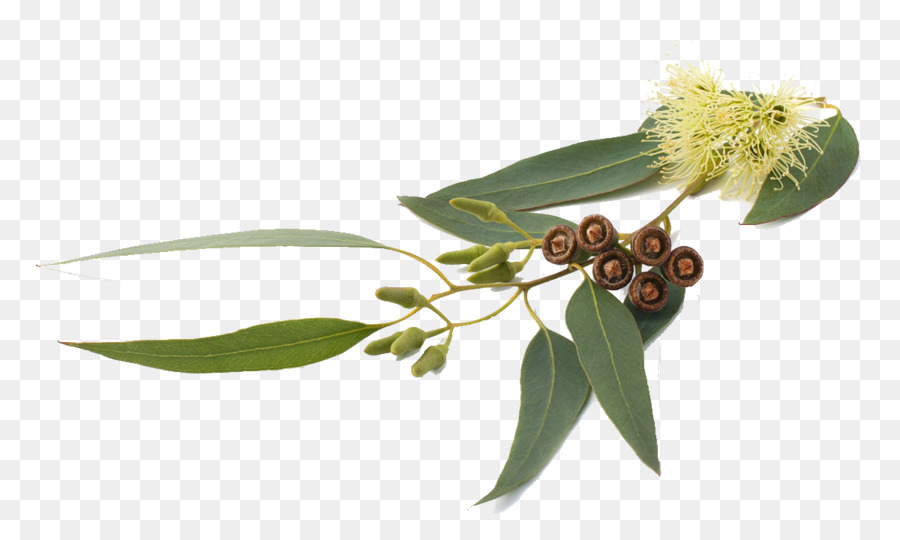 Eucalyptus globulus Eucalyptus smithii Eucalyptus radiata Eucalyptus oil Essential oil - aromatherpy png download - 1200*700 - Free Transparent Eucalyptus Globulus png Download.