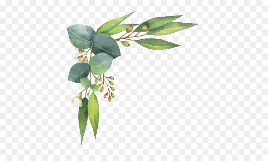 Eucalyptus polyanthemos Royalty-free Watercolor painting Illustration - Watercolor leaves png download - 521*531 - Free Transparent Eucalyptus Polyanthemos png Download.