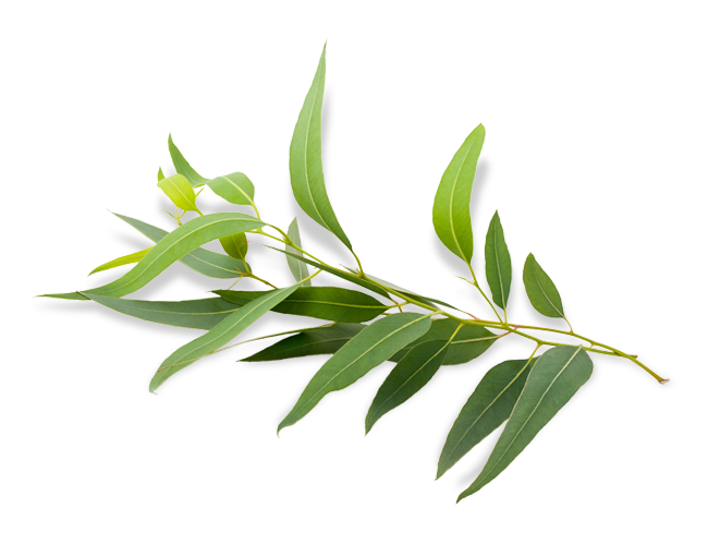 Eucalyptus Tree Png Free Logo Image