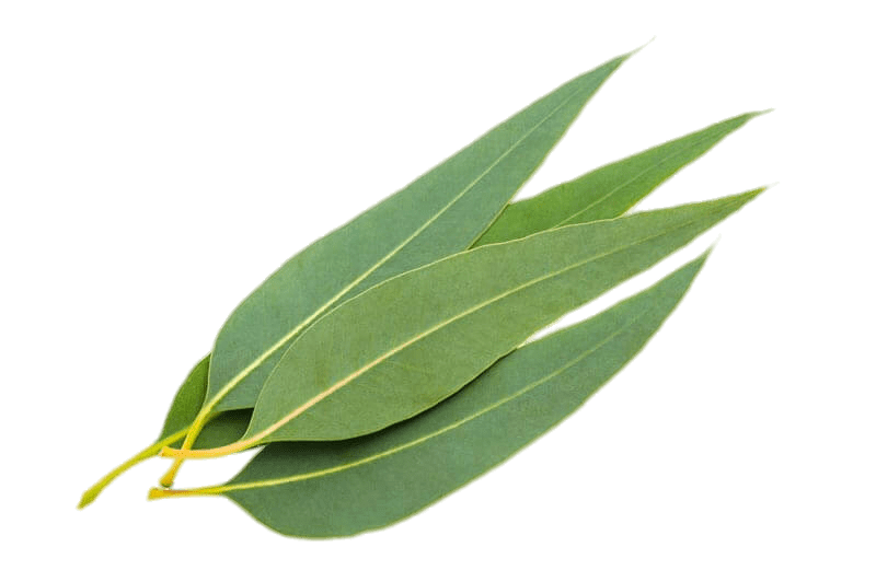 Gum trees Stock photography Eucalyptus oil Leaf Myrtaceae - Leaf png