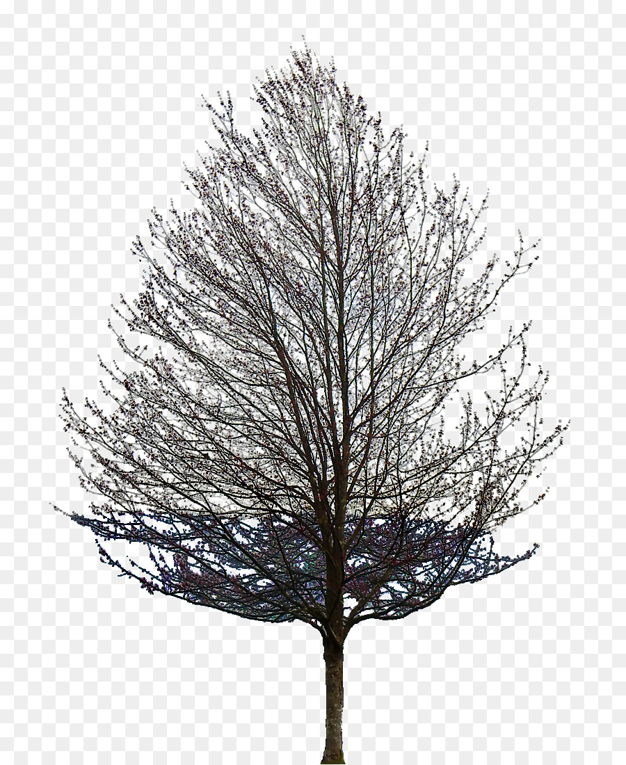 Tree Oak Tattoo Populus nigra Branch - tree png download - 882*1099 - Free Transparent Tree png Download.