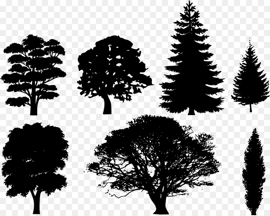 Drawing Tree Silhouette Evergreen - forest png download - 1920*1529 - Free Transparent Drawing png Download.