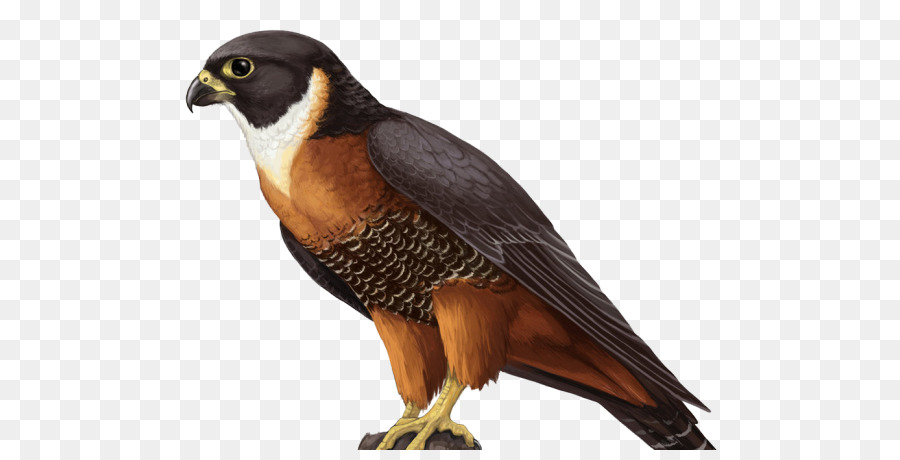 Falcon Hawk - falcon png download - 600*450 - Free Transparent Falcon png Download.