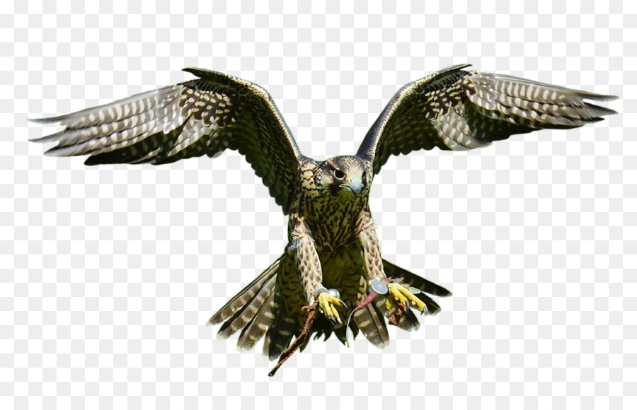 Bald Eagle Bird Hawk - Bird png download - 960*600 - Free Transparent Bald Eagle png Download.