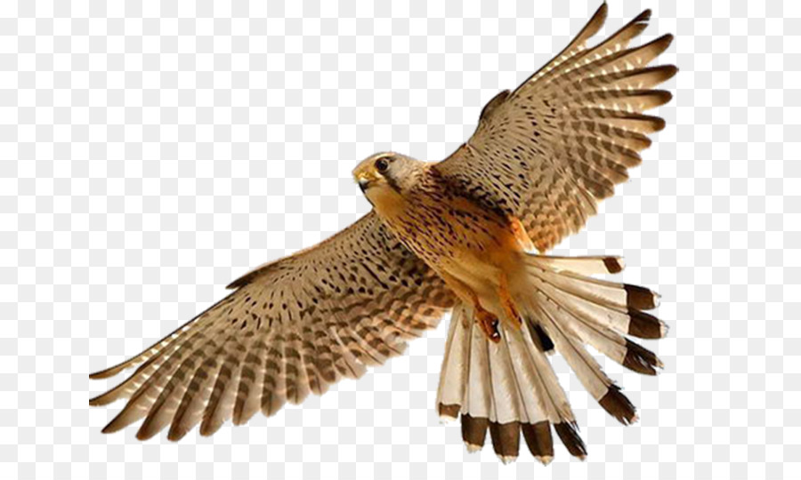 Falcon Bird Clip art - falcon png download - 700*525 - Free Transparent Falcon png Download.