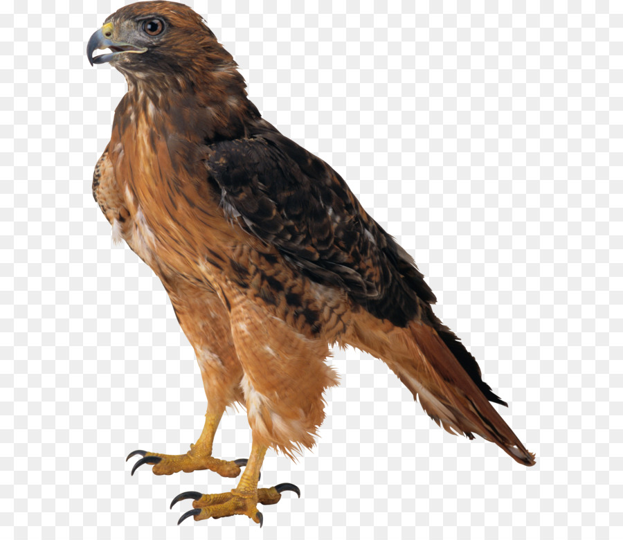 Eagle Clip art - Eagle PNG image, free download png download - 1884*2211 - Free Transparent Bird png Download.