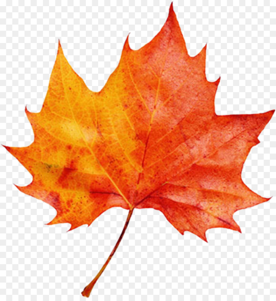 Autumn leaf color Clip art Image - autumn png download - 1024*1106 - Free Transparent Autumn Leaf Color png Download.