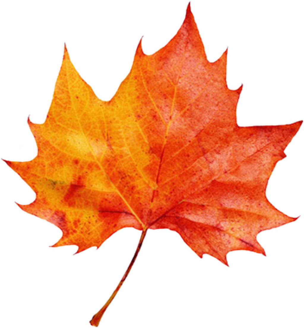 Autumn leaf color Clip art Image - autumn png download - 1024*1106