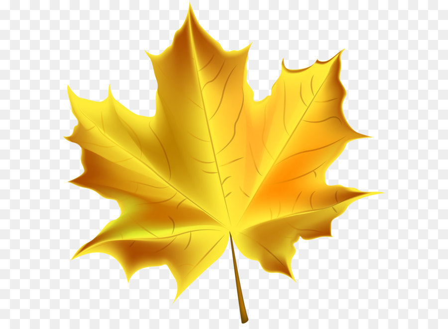 Autumn leaf color Clip art - Beautiful Yellow Autumn Leaf Transparent PNG Clip Art Image png download - 6991*7000 - Free Transparent Autumn png Download.